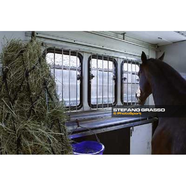 a very relaxed Varenne inside the horse box that brings him to Sweden Vigone (To), 23rd april 2008 ph. Stefano Grasso