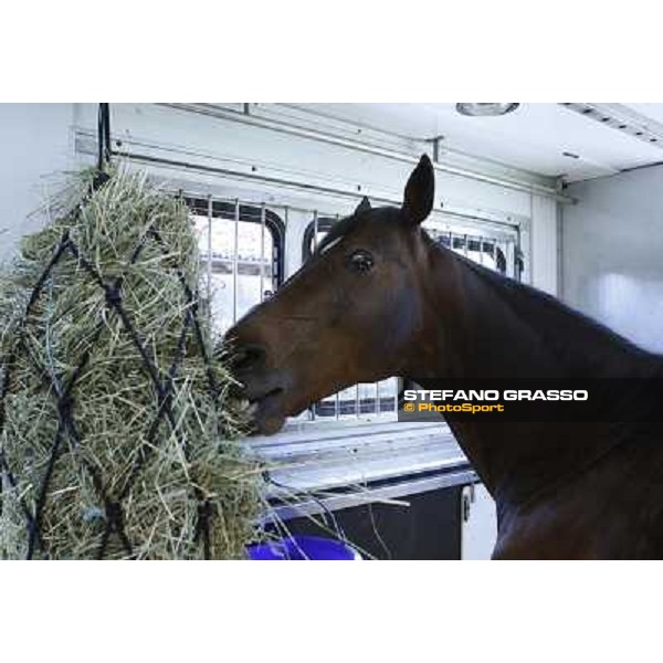 a very relaxed Varenne inside the horse box that brings him to Sweden Vigone (To), 23rd april 2008 ph. Stefano Grasso