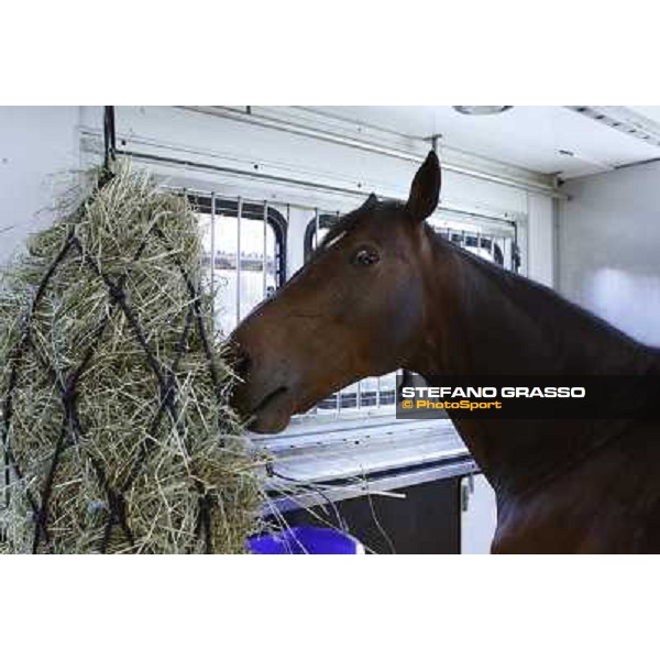 a very relaxed Varenne inside the horse box that brings him to Sweden Vigone (To), 23rd april 2008 ph. Stefano Grasso