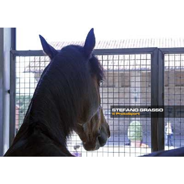 Varenne inside the horse box that brings him to Sweden Vigone (To), 23rd april 2008 ph. Stefano Grasso
