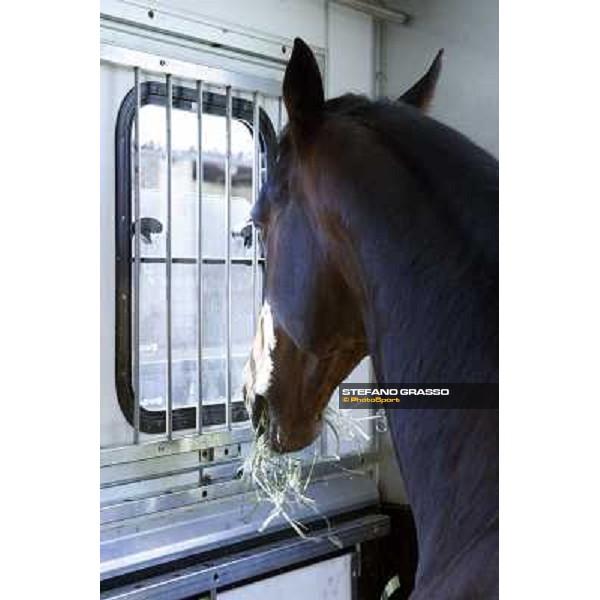 a very relaxed Varenne inside the horse box that brings him to Sweden Vigone (To), 23rd april 2008 ph. Stefano Grasso