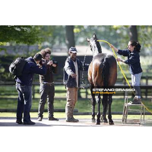 Anna prepares Varenne for the trip to Sweden Vigone (To), 23rd april 2008 ph. Stefano Grasso