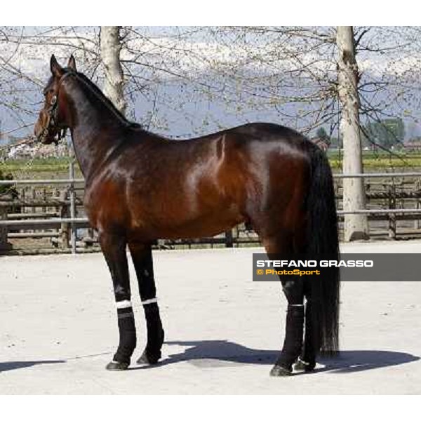 Varenne looking a mare at All. il Grifone Vigone (To), 23rd april 2008 ph. Stefano Grasso