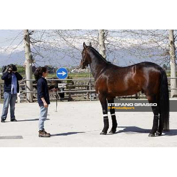 Varenne looking a mare at All. il Grifone Vigone (To), 23rd april 2008 ph. Stefano Grasso