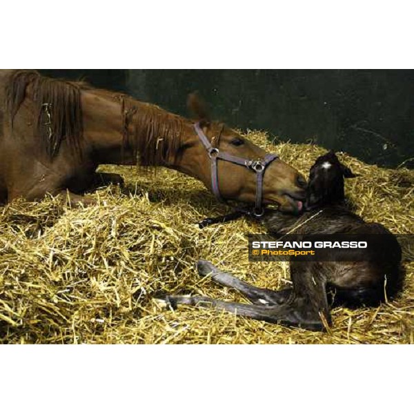 5.25 a.m , a foal is born at Besnate stud farm Besnate, 25th april 2008 ph. Stefano Grasso