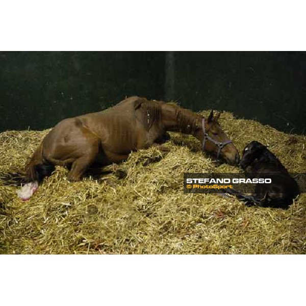 5.25 a.m , a foal is born at Besnate stud farm Besnate, 25th april 2008 ph. Stefano Grasso