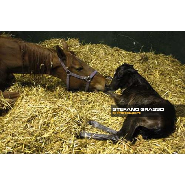 5.25 a.m , a foal is born at Besnate stud farm Besnate, 25th april 2008 ph. Stefano Grasso