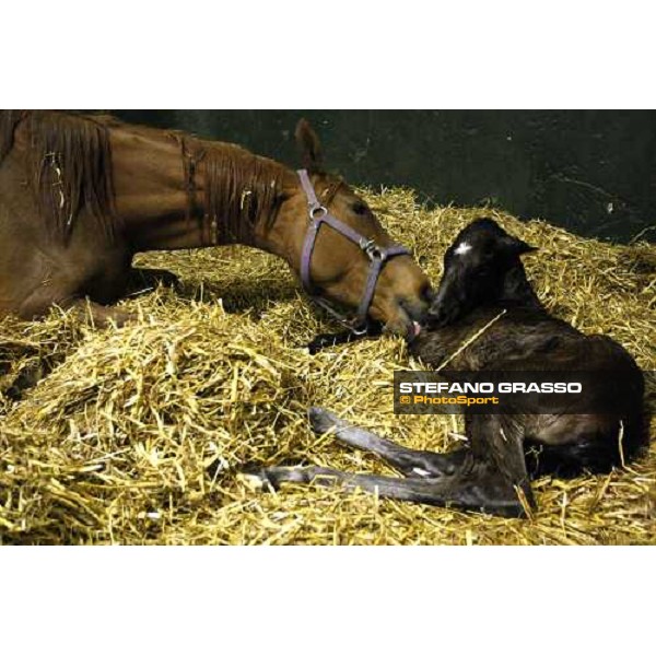 5.25 a.m , a foal is born at Besnate stud farm Besnate, 25th april 2008 ph. Stefano Grasso