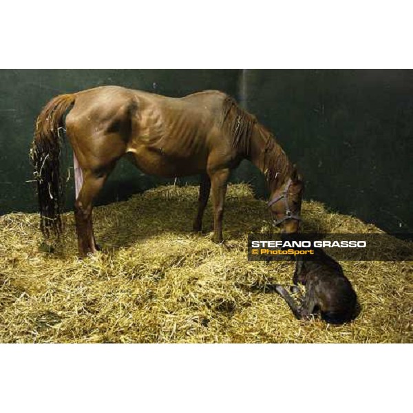 5.25 a.m , a foal is born at Besnate stud farm Besnate, 25th april 2008 ph. Stefano Grasso