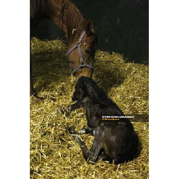 5.25 a.m , a foal is born at Besnate stud farm Besnate, 25th april 2008 ph. Stefano Grasso