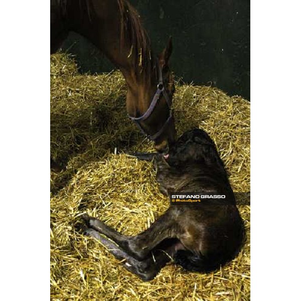 5.25 a.m , a foal is born at Besnate stud farm Besnate, 25th april 2008 ph. Stefano Grasso