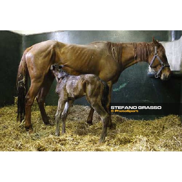 a foal born at 5.25 at Besnate stud farm Besnate, 25th april 2008 ph. Stefano Grasso