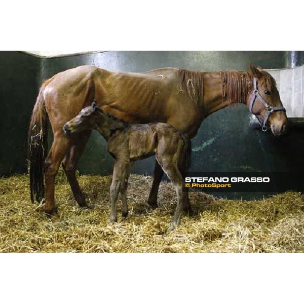 a foal born at 5.25 at Besnate stud farm Besnate, 25th april 2008 ph. Stefano Grasso