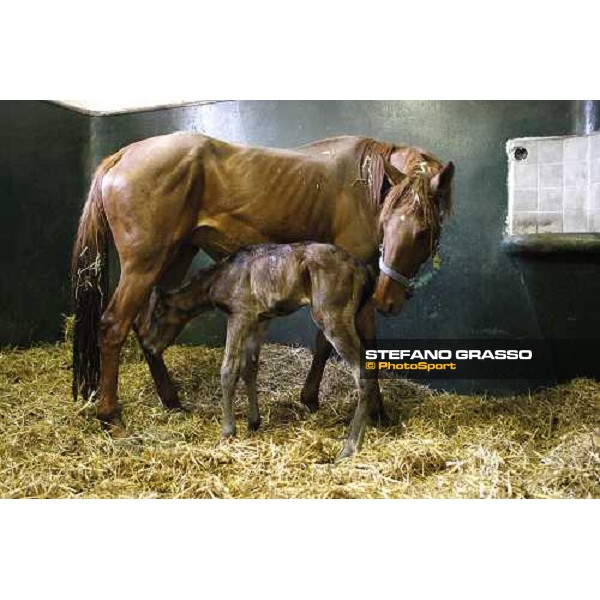a foal born at 5.25 at Besnate stud farm Besnate, 25th april 2008 ph. Stefano Grasso