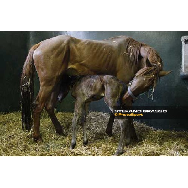 a foal born at 5.25 at Besnate stud farm Besnate, 25th april 2008 ph. Stefano Grasso