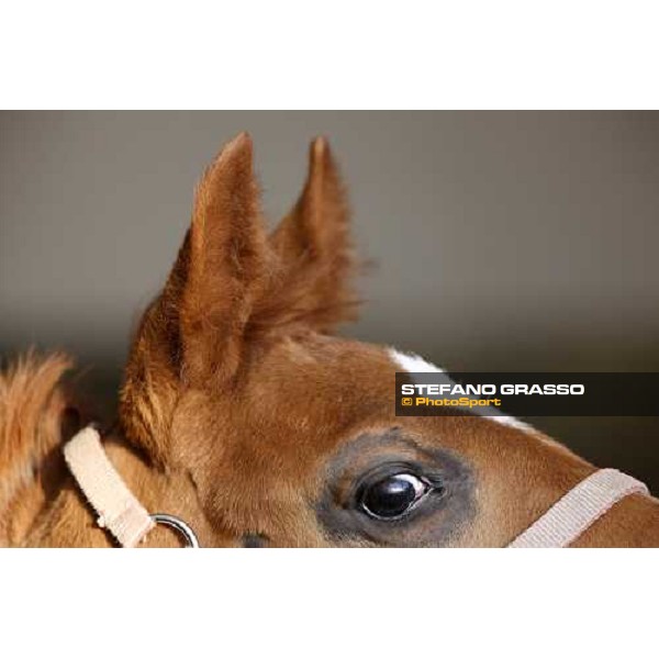 a foal at Sab stud farm Besnate, 24th april 2008 ph. Stefano Grasso