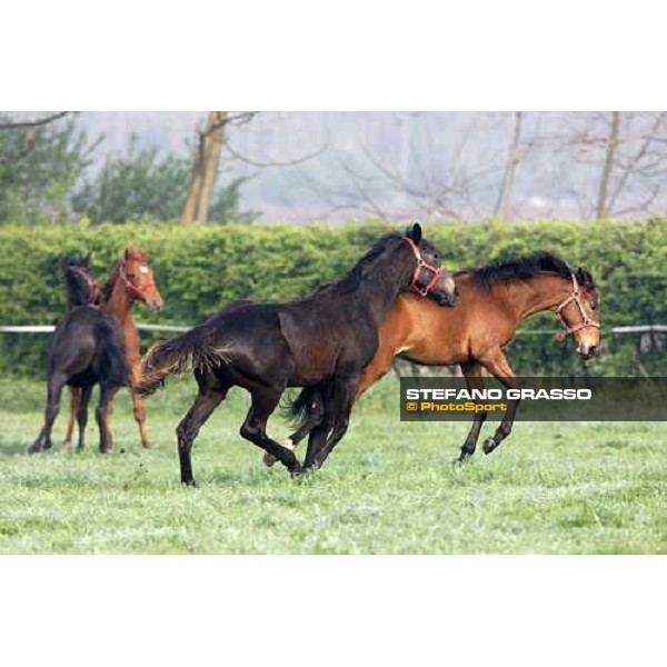 yearlings playing at Sab stud farm Besnate, 24th april 2008 ph. Stefano Grasso