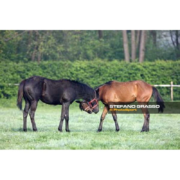 yearlings playing in the paddocks of Sab stud farm Besnate, 24th april 2008 ph. Stefano Grasso