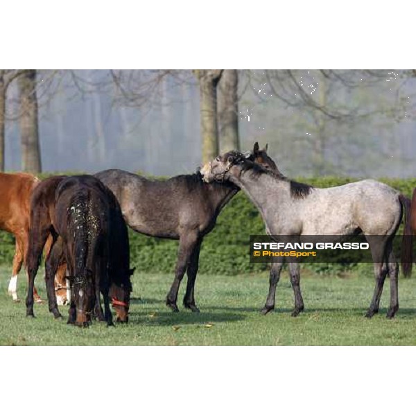 yearlings at Sab stud farm Besnate, 24th april 2008 ph. Stefano Grasso