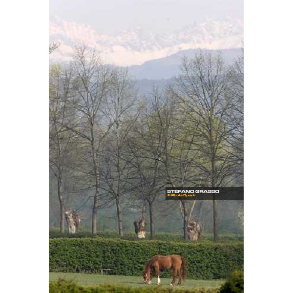 a mare at Sab stud farm Besnate, 24th april 2008 ph. Stefano Grasso