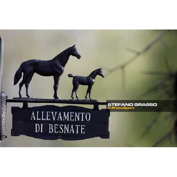 Sab stud farm Besnate, 24th april 2008 ph. Stefano Grasso