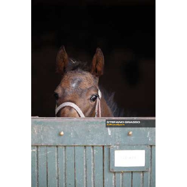 Sheweb at Sab stud farm Besnate, 24th april 2008 ph. Stefano Grasso