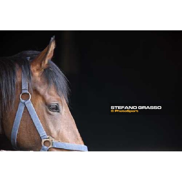 a mare at Sab stud farm Besnate, 24th april 2008 ph. Stefano Grasso