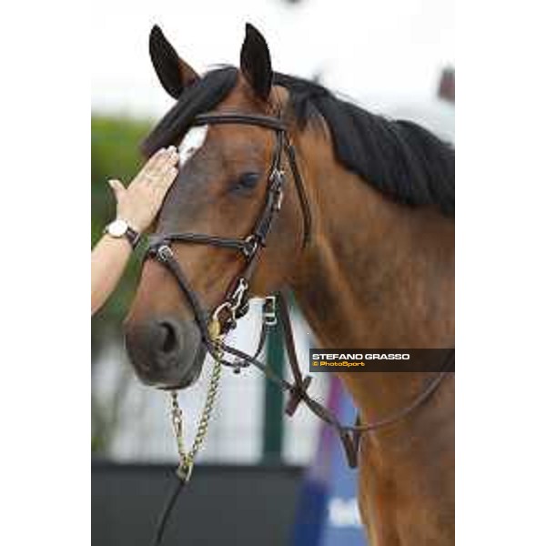 LGCT of Cannes - Vet check - De Flipper - Cannes, Stade des Hesperydes - 6 June 2018 - ph.Stefano Grasso/LGCT