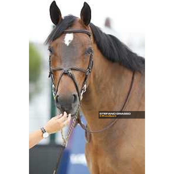 LGCT of Cannes - Vet check - De Flipper - Cannes, Stade des Hesperydes - 6 June 2018 - ph.Stefano Grasso/LGCT