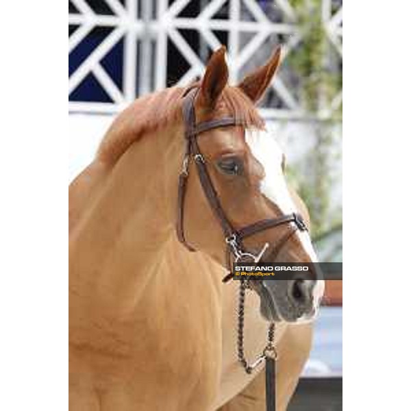 LGCT of Cannes - Vet check - Apart - Cannes, Stade des Hesperydes - 6 June 2018 - ph.Stefano Grasso/LGCT
