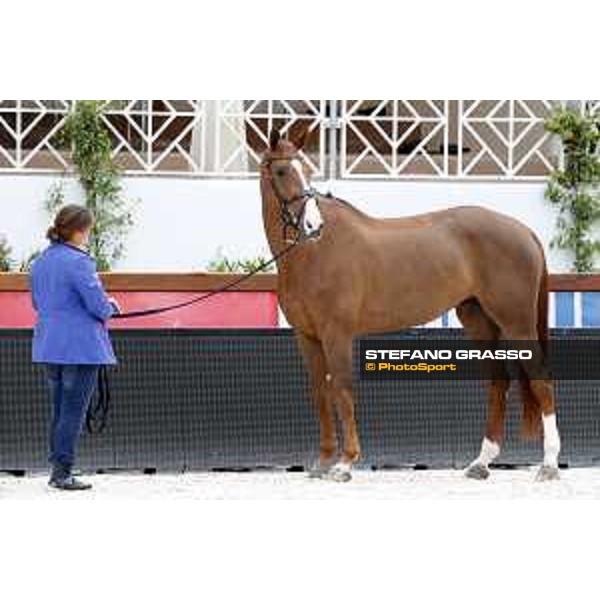 LGCT of Cannes - Vet check - Fair Light van\'t Heike - Cannes, Stade des Hesperydes - 6 June 2018 - ph.Stefano Grasso/LGCT