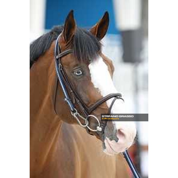 LGCT of Cannes - Vet check - Limonchello LT - Cannes, Stade des Hesperydes - 6 June 2018 - ph.Stefano Grasso/LGCT