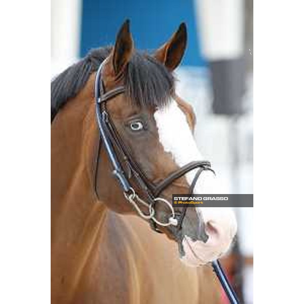 LGCT of Cannes - Vet check - Limonchello LT - Cannes, Stade des Hesperydes - 6 June 2018 - ph.Stefano Grasso/LGCT