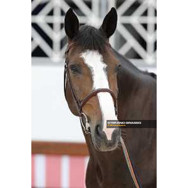 LGCT of Cannes - Vet check - Idi Utopia - Cannes, Stade des Hesperydes - 6 June 2018 - ph.Stefano Grasso/LGCT