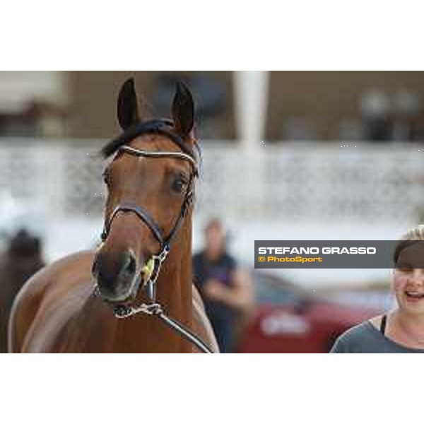 LGCT of Cannes - Vet check - California - Cannes, Stade des Hesperydes - 6 June 2018 - ph.Stefano Grasso/LGCT