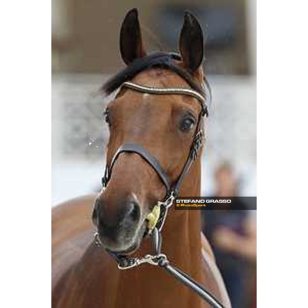 LGCT of Cannes - Vet check - California - Cannes, Stade des Hesperydes - 6 June 2018 - ph.Stefano Grasso/LGCT