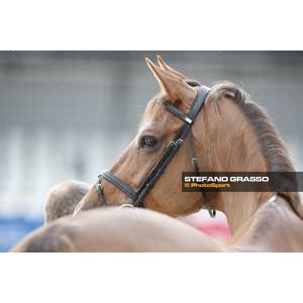 LGCT of Cannes - Vet check - Wunschkind 9 - Cannes, Stade des Hesperydes - 6 June 2018 - ph.Stefano Grasso/LGCT