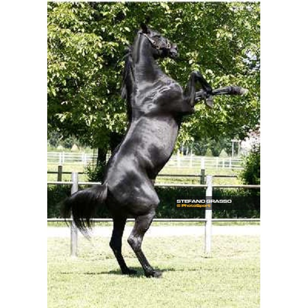 Let\'s Go in the paddock at O.M. stable Le Budrie di S. Giovanni in Persiceto (BO), 6th may 2008 ph. Stefano Grasso