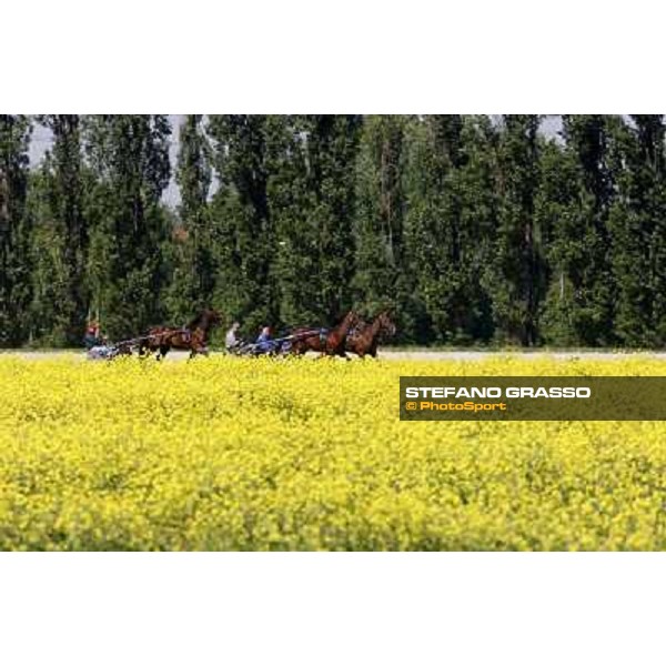 horses in training at Orsi Mangelli training center Anzola Emilia (Bo), 6th may 2008 ph. Stefano Grasso