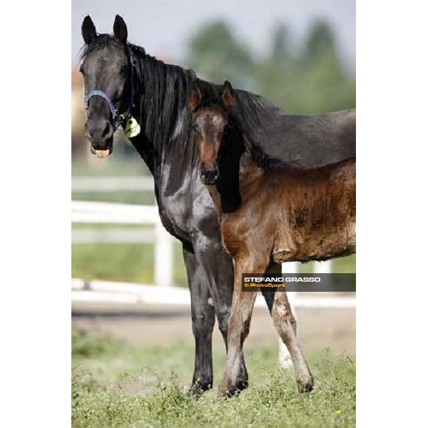 foal and mares in the paddocks of O.M. stable Le Budrie di S. Giovanni in Persiceto (BO), 6th may 2008 ph. Stefano Grasso