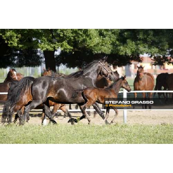 foal and mares in the paddocks of O.M. stable Le Budrie di S. Giovanni in Persiceto (BO), 6th may 2008 ph. Stefano Grasso