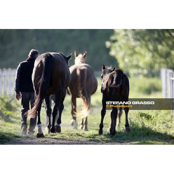 foals and mares in the paddocks of O.M. stable Le Budrie di S. Giovanni in Persiceto (BO), 6th may 2008 ph. Stefano Grasso