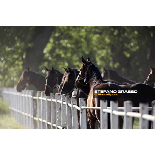 mares in the paddocks of O.M. stable Le Budrie di S. Giovanni in Persiceto (BO), 6th may 2008 ph. Stefano Grasso