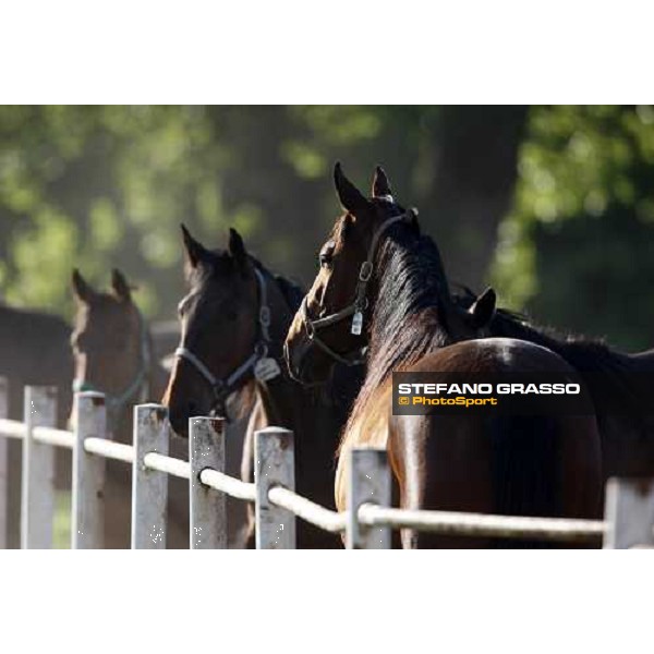 mares in the paddocks of O.M. stable Le Budrie di S. Giovanni in Persiceto (BO), 6th may 2008 ph. Stefano Grasso