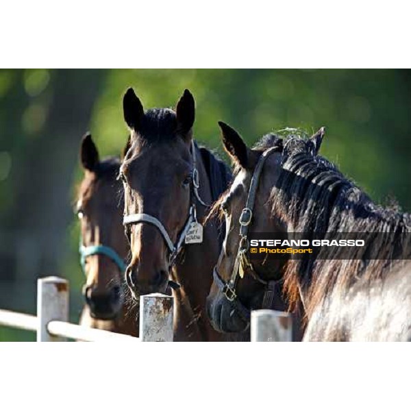 mares in the paddocks of O.M. stable Le Budrie di S. Giovanni in Persiceto (BO), 6th may 2008 ph. Stefano Grasso