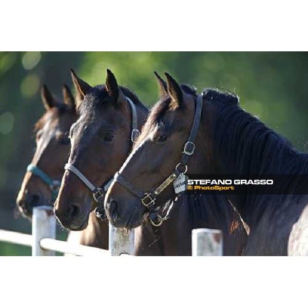 mares in the paddocks of O.M. stable Le Budrie di S. Giovanni in Persiceto (BO), 6th may 2008 ph. Stefano Grasso