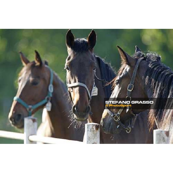 mares in the paddocks of O.M. stable Le Budrie di S. Giovanni in Persiceto (BO), 6th may 2008 ph. Stefano Grasso