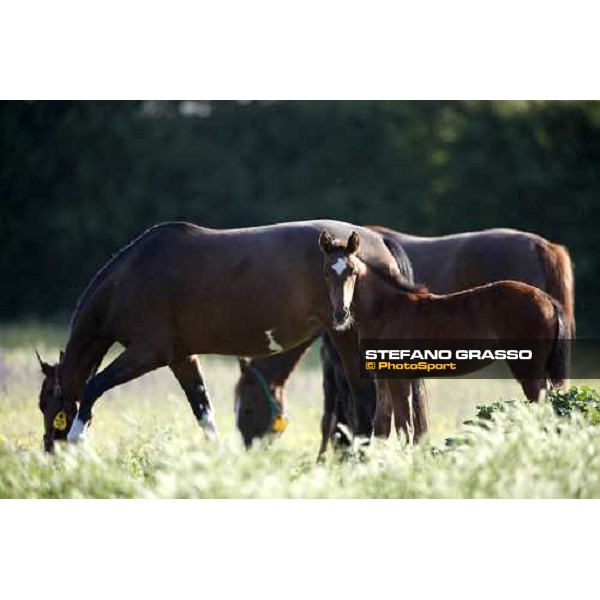 foal and mares in the paddocks of O.M. stable Le Budrie di S. Giovanni in Persiceto (BO), 6th may 2008 ph. Stefano Grasso