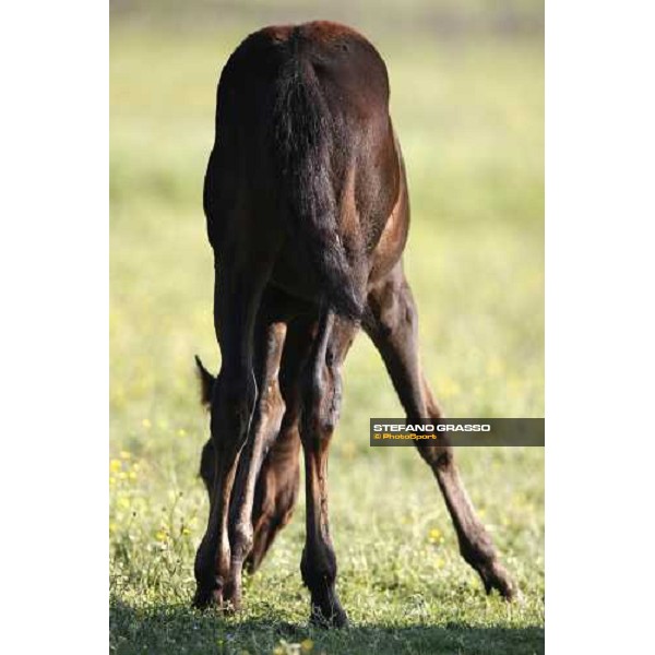 a foal in the paddocks of O.M. stable Le Budrie di S. Giovanni in Persiceto (BO), 6th may 2008 ph. Stefano Grasso