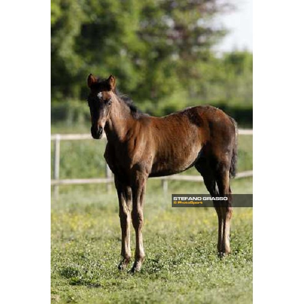 a foal in the paddocks of O.M. stable Le Budrie di S. Giovanni in Persiceto (BO), 6th may 2008 ph. Stefano Grasso